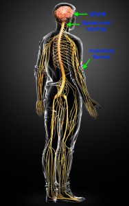medical illustration of the nervous system