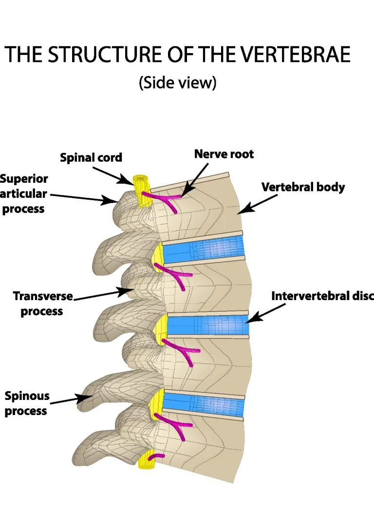 structure of vertrebrae