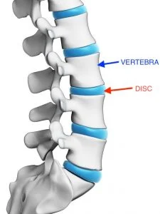 3d rendered illustration - human spine