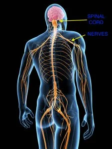 medical illustration of the nervous system